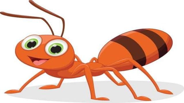 الفرق بين النمل الابيض والنمل العادي