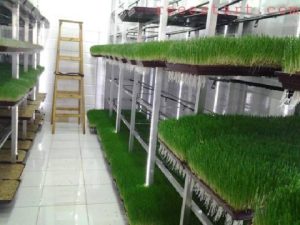 مشروع استنبات الشعير - شرح متكامل لتبدأ مشروعك 2 مشروع استنبات الشعير