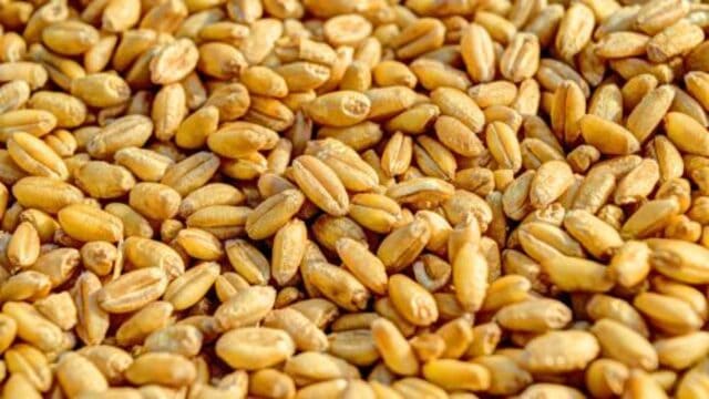 يوسف الصديق عزيز مصر 1 wheat