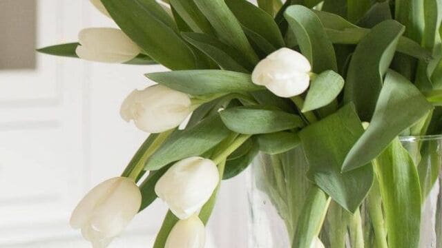 زراعة ابصال الزينة بالخطوات والاعتناء بها بعد انتهاء التزهير 5 -Tulips-in-a-Vase-