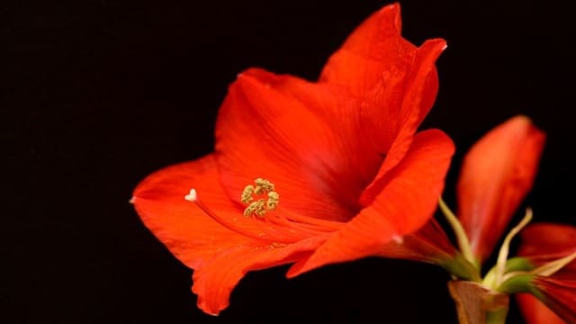 زراعة ابصال الزينة بالخطوات والاعتناء بها بعد انتهاء التزهير 4 rose