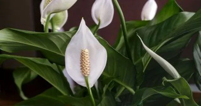 Ornamental plants that live in the shade نبتة الزنبق