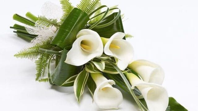 زراعة ابصال الزينة بالخطوات والاعتناء بها بعد انتهاء التزهير 7 calla rose