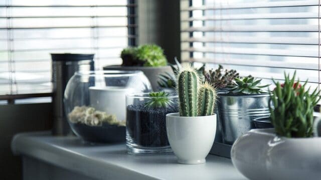 أصص مختلفة تحتوي على نباتات منزلية موضوعة على طاولة بجوار شباك