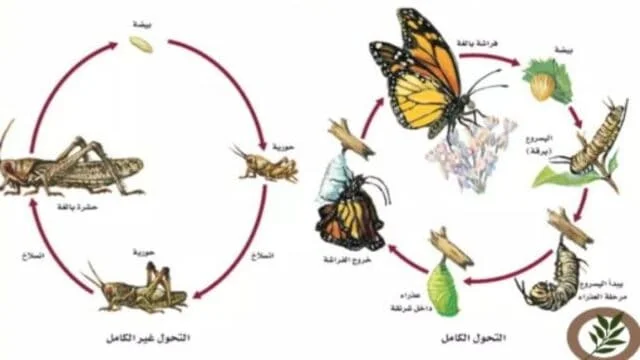 Explain the types of mutation in insects رسم يوضح شرح انواع التحول في الحشرات