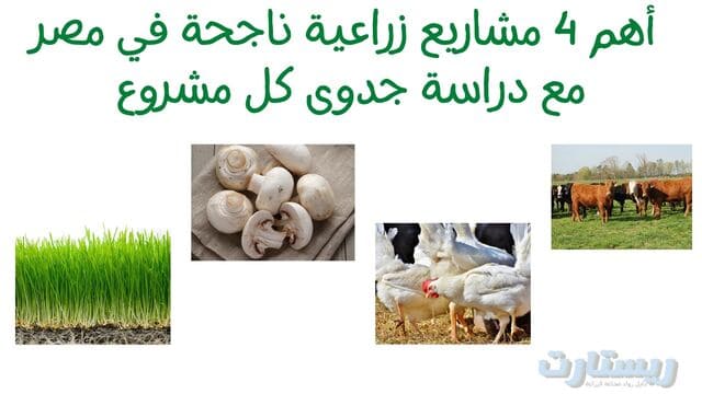 أهم 4 مشاريع زراعية ناجحة في مصر