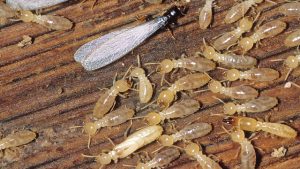 علامات وجود النمل الابيض - 16 طريقة لتتبع أثر الرمة 1 Subterranean termites