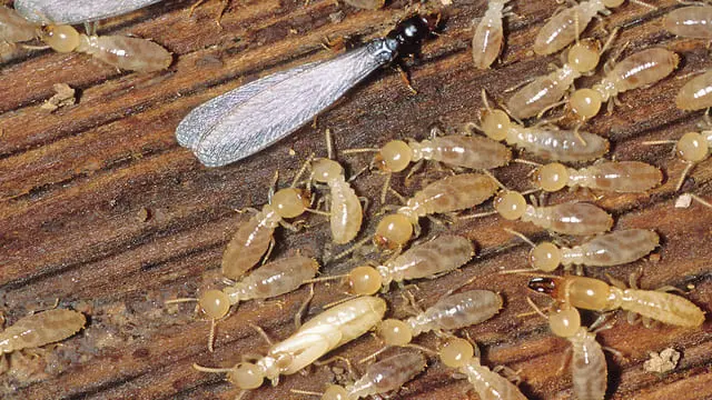 Subterranean termites