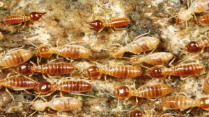 علامات وجود النمل الابيض - 16 طريقة لتتبع أثر الرمة 5 Conehead termites