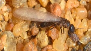 علامات وجود النمل الابيض - 16 طريقة لتتبع أثر الرمة 4 Drywood termites
