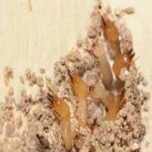 تنجح عمليات التدخين في مكافحة النمل