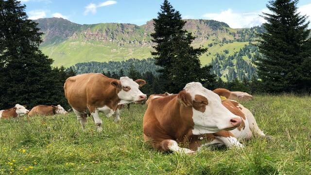 أبقار بنية اللون في مزرعة خضراء واسعة