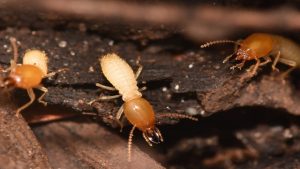 علامات وجود النمل الابيض - 16 طريقة لتتبع أثر الرمة 2 Formosan termites