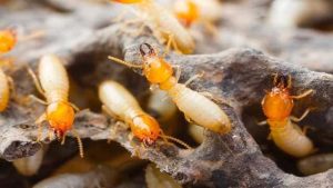 علامات وجود النمل الابيض - 16 طريقة لتتبع أثر الرمة 3 Dampwood termites