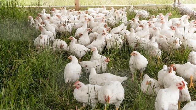 مزرعة مشروع تسمين الدجاج تحتوي الكثير جدا من الدجاجات التي ترعى وسط الحشائش