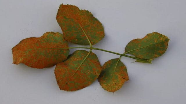 خمسة أوراق نباتية مصابة بالصدأ وهو واحد من امراض النباتات المنزلية