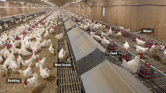 مزرعة تربية دجاج التسمين تحتوي الكثير من الدجاج الأبيض
