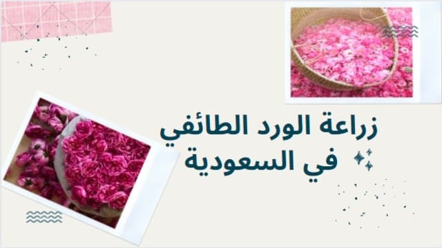 زراعة الورد الطائفي في السعودية