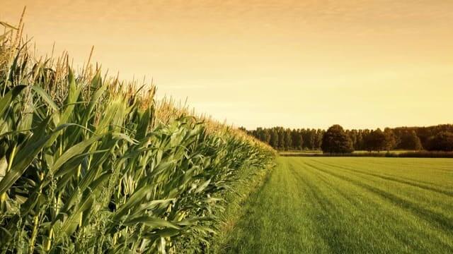 حقل الذرة مزروع باستخدام الهندسة الوراثية في الزراعة