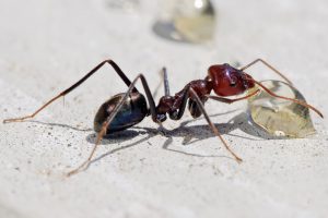 طرق التخلص من النمل نهائيا