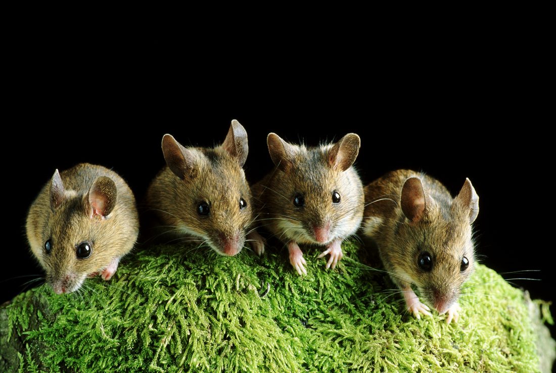 علامات وجود الفئران في منزلك