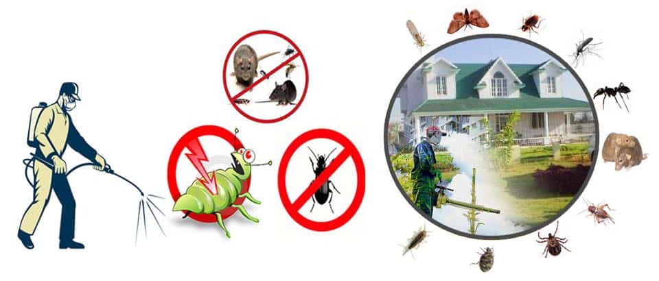 شركة مكافحة الحشرات مرخصة