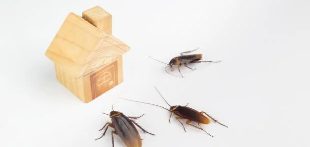 اسباب وجود الصراصير في المنزل