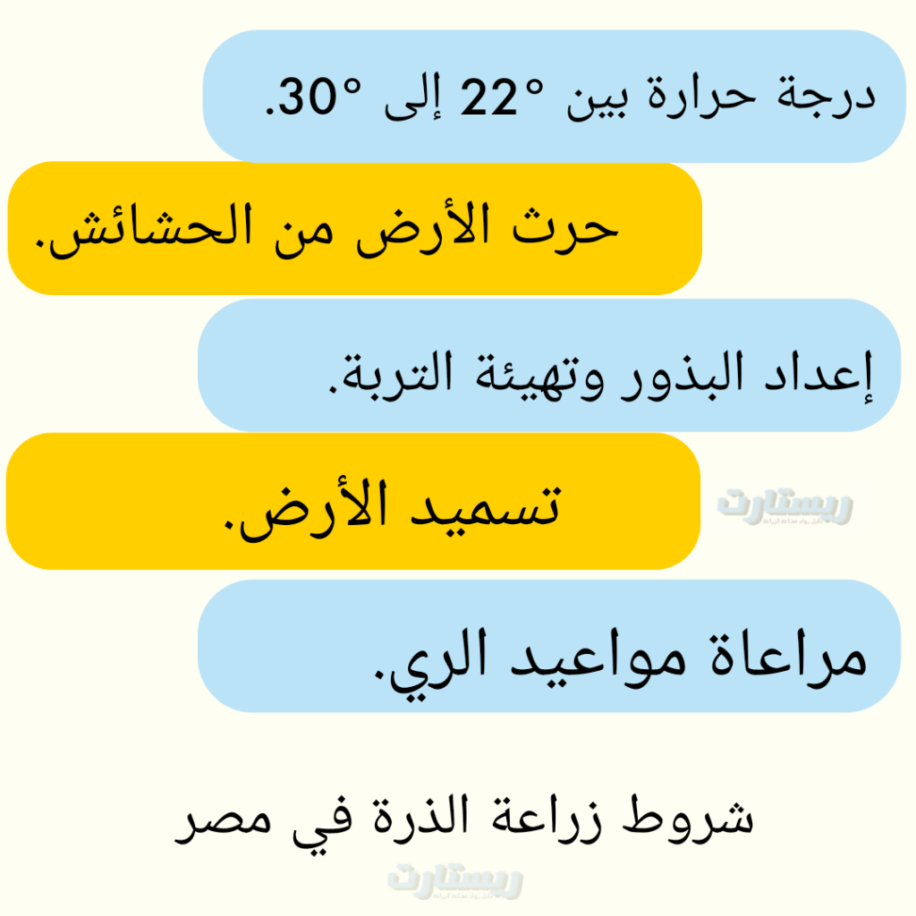 متى زراعة الذرة وأهم 6 شروط للزراعة 1 متى زراعة الذرة