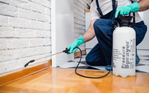 كيف تبحث عن شركة مكافحة حشرات جيدة؟