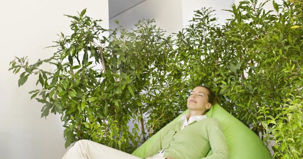 نباتات وزهور منزلية يمكنها تحسين مزاجك 1 نباتات وزهور منزلية يمكنها تحسين مزاجك