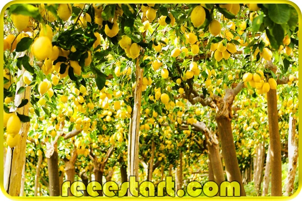 أسباب تساقط أزهار وثمار شجرة الليمون والعلاج