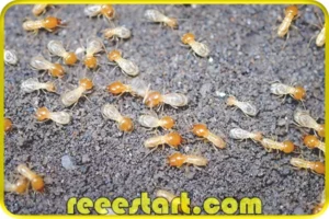 النمل الابيض