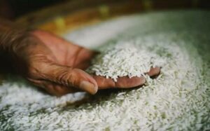 أسعار الأرز في مصر