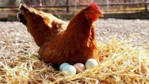 اخر تطورات أسعار البيض اليوم في المزارع والأسواق
