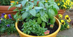 زراعة النباتات الطبية والعطرية في المنزل