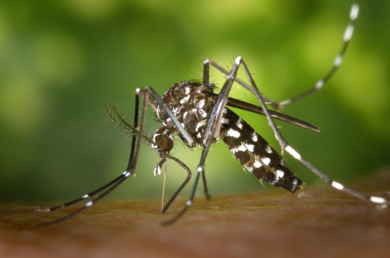Asian tiger mosquito copy 1