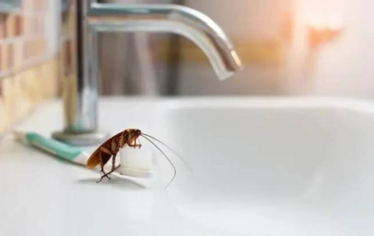 Bathroom Pest Prevention Tips copy 0