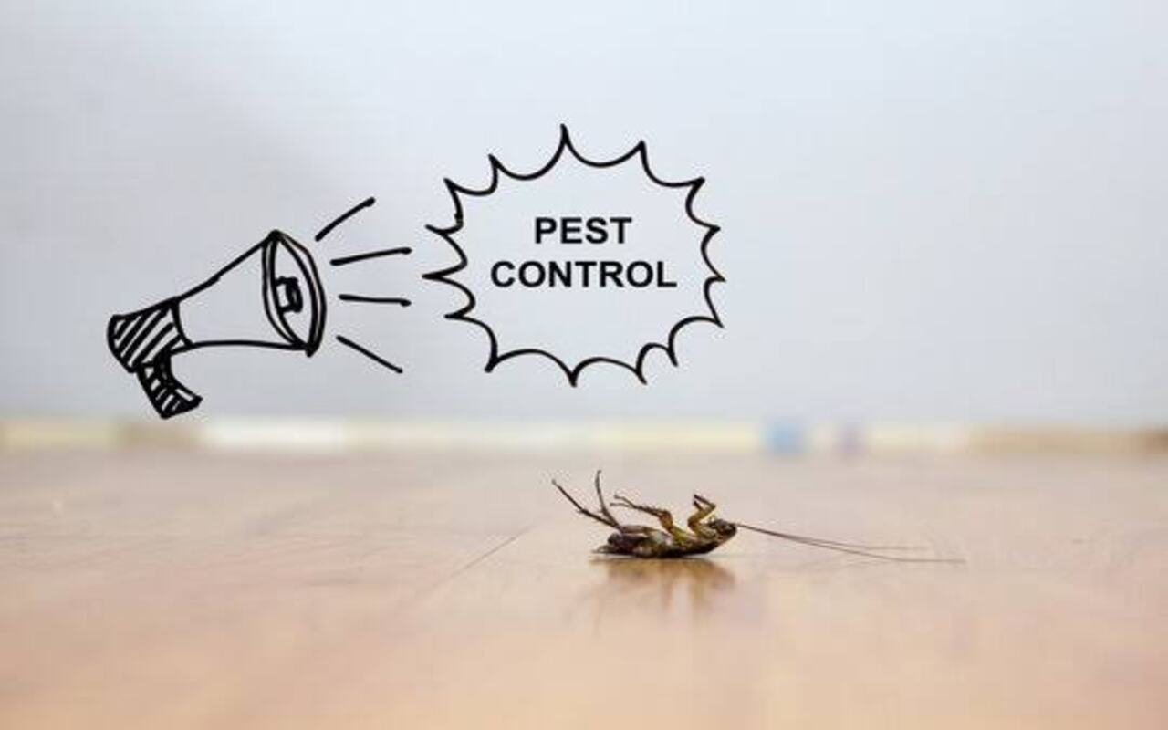 Pest Control Basics .. A Guide to Keeping Your Home Pest-Free 2024 ...