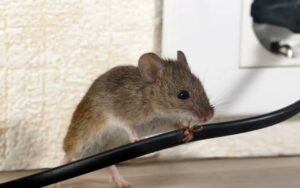 Rodents Invading Human Spaces and The most common types of rodents 2024 2 Rodents invading human spaces