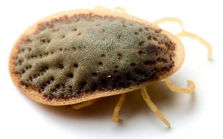 The Silent Menace. Soft Bodied Ticks Identification and Prevention copy 0