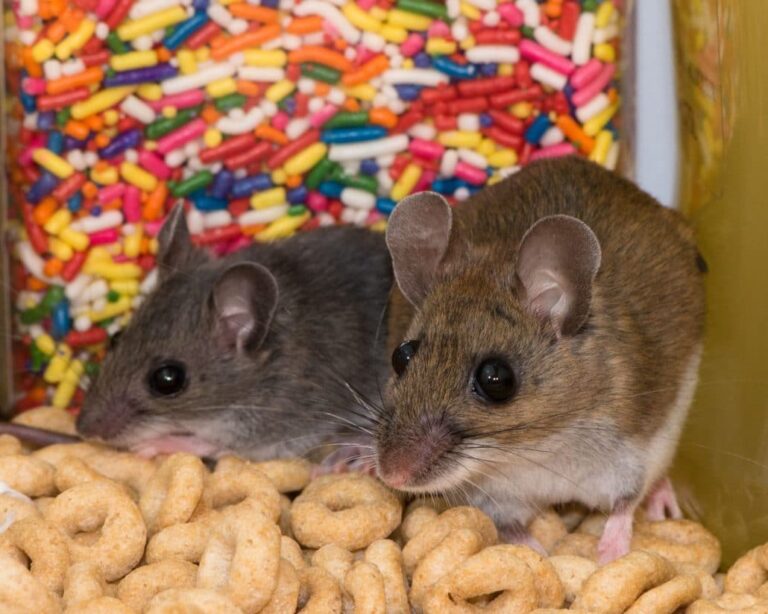 Top Five Health Benefits of Having a Pest Free Home 3