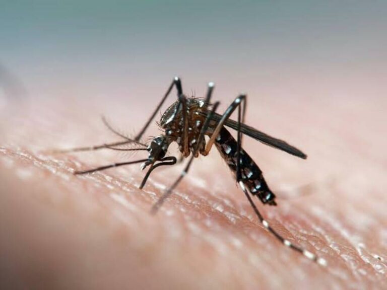 Unseen Enemies. Comprehensive Guide to Insect Transmitted Diseases 2024