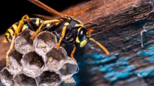 Wasp Control for Schools: A Complete IPM Guide 2024 1 Wasp Control for Schools