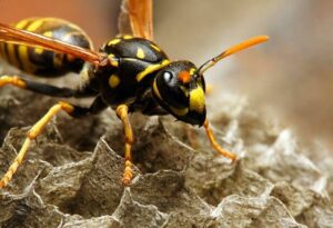 Wasp Control for Schools: A Complete IPM Guide 2024 2 Wasp Control for Schools