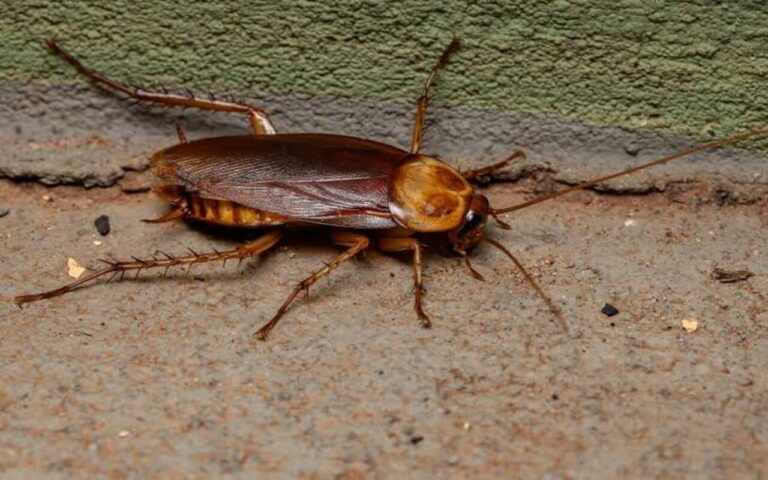 Best Natural Remedies for Cockroach Control