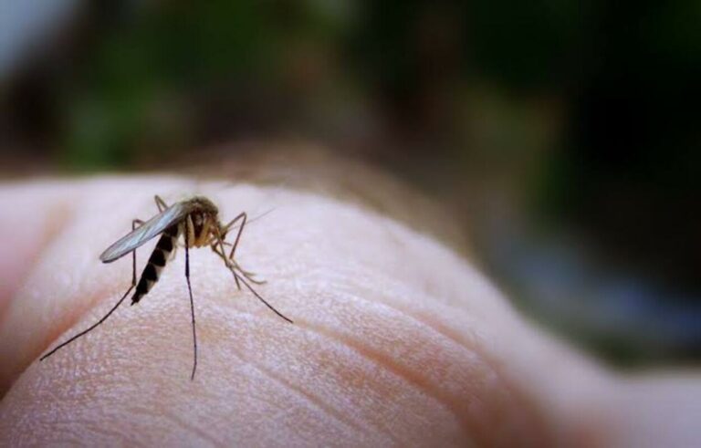 Mosquito Control Tips for a Safe Outdoor Summer