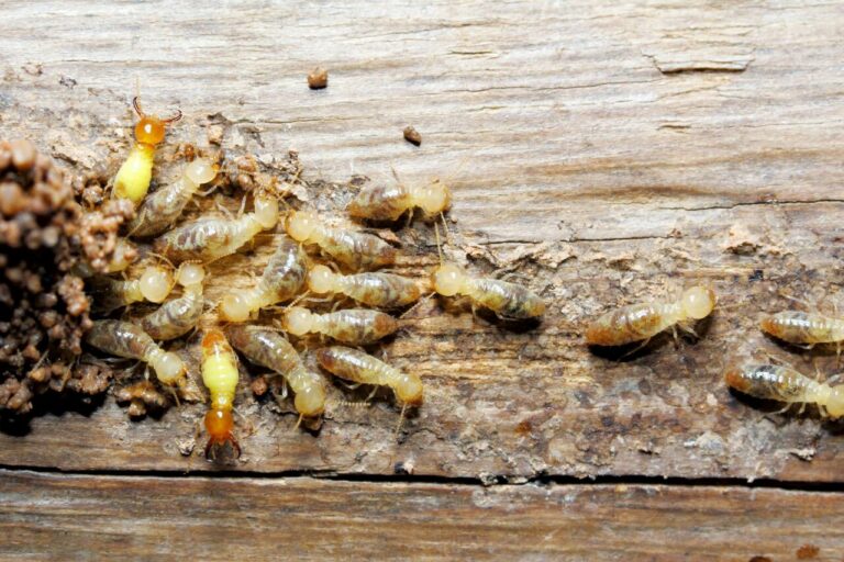 Effective termite control is a crucial aspect of ensuring the structural integrity and safety of buildings, Handling this task should be left to specialists accredited by governmental agencies responsible for public health pest control.
