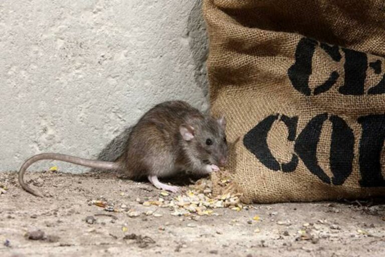 Rodent Control copy 1
