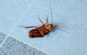 The Ultimate Guide to Roach Removal… How to get rid of cockroaches in Dubai 2024/ 2025 1 How to get rid of cockroaches in Dubai?