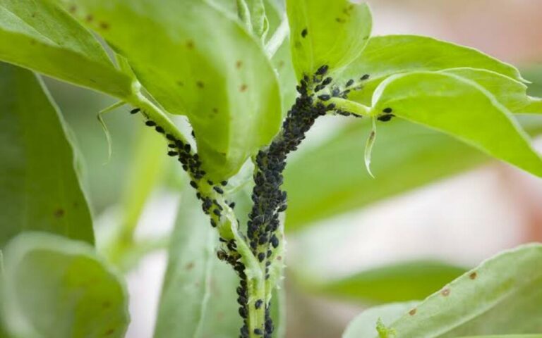 Common Garden Pests copy 0